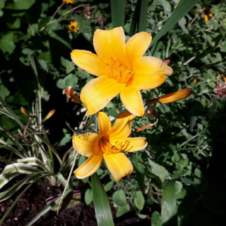 Plant image Hemerocallis 'Golden Zebra'
