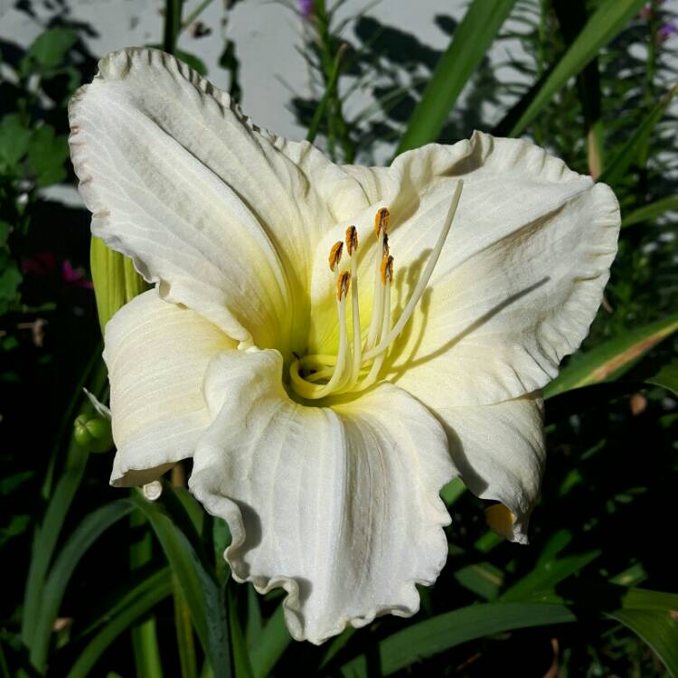 Plant image Hemerocallis 'Gentle Shepherd'