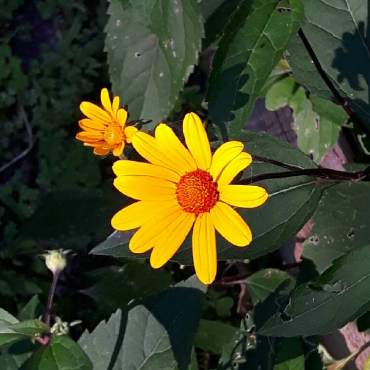 Plant image Heliopsis