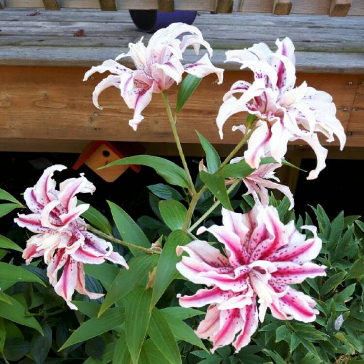 Plant image Lilium 'Magic Star'