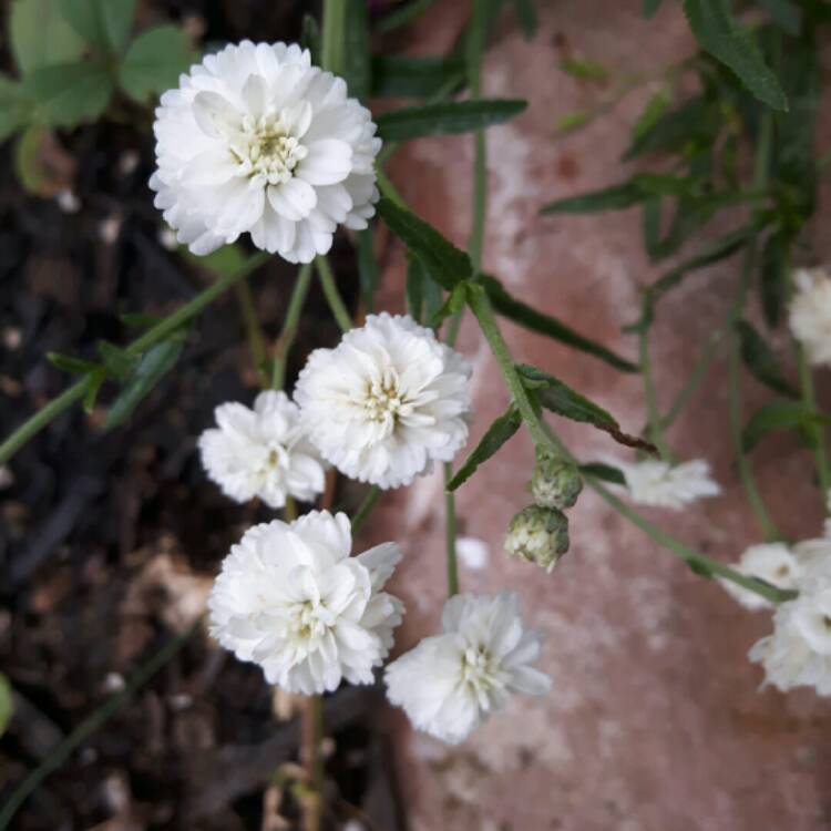 plant image 201636