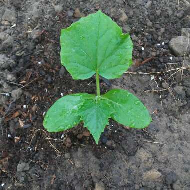Cucumber 'Burpless'