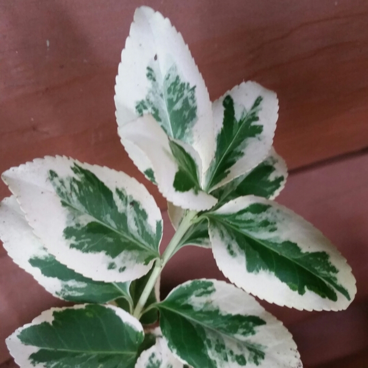 Plant image Euonymus fortunei 'Silver Queen'