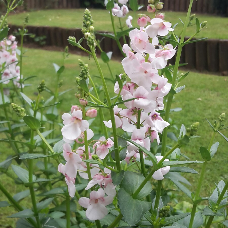 Amy-Lou's garden