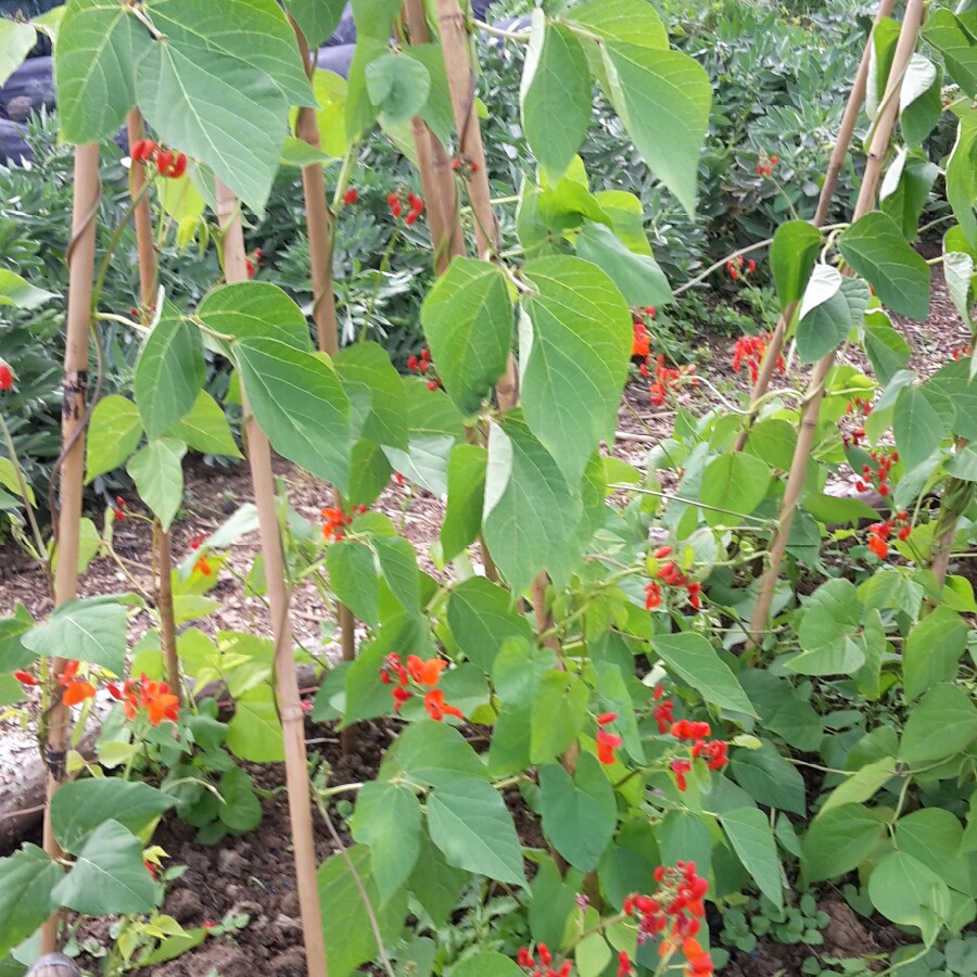 Runner Bean 'Enorma'