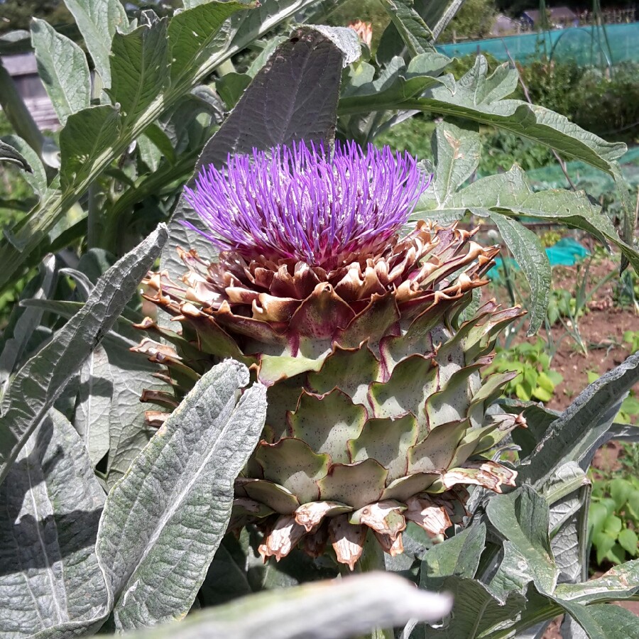 Globe Artichoke