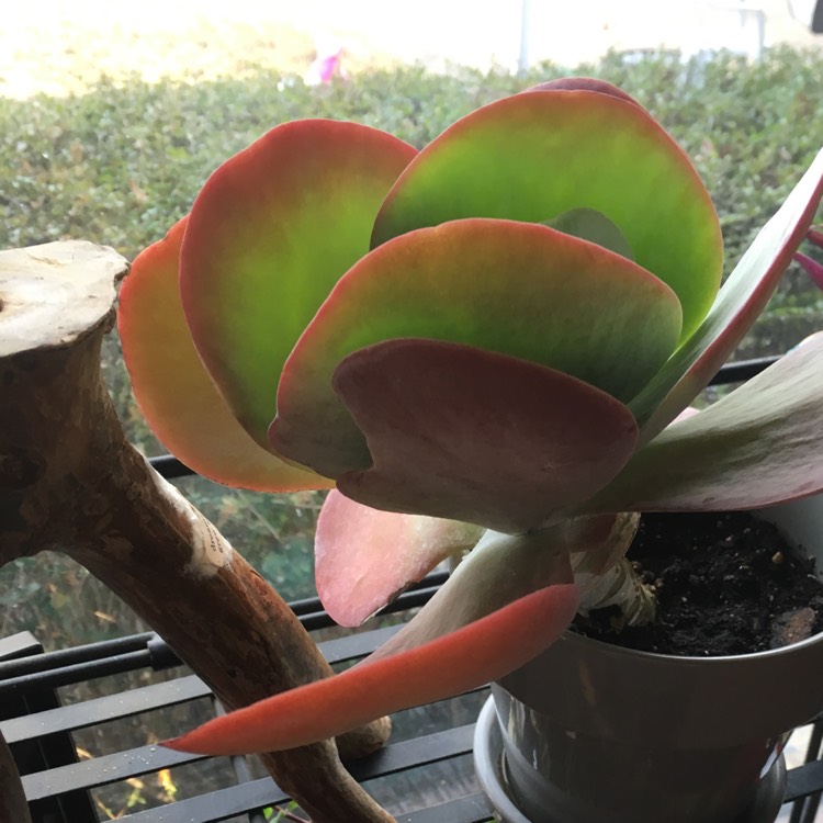 Plant image Kalanchoe Thyrsiflora