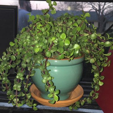 Portulacaria Afra