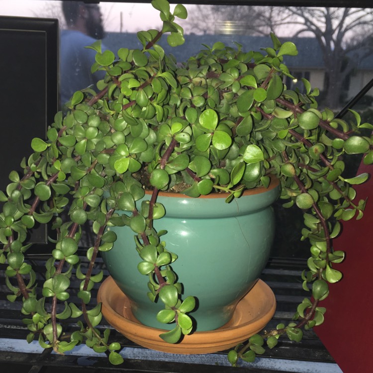 Plant image Portulacaria Afra