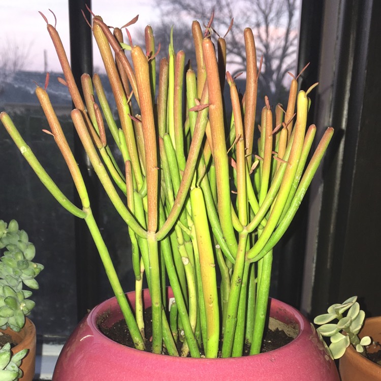 Plant image Euphorbia tirucalli 'Rosea'