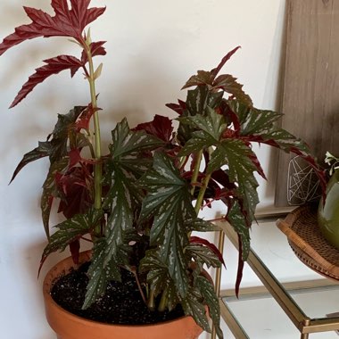 Begonia 'Angel Wings'