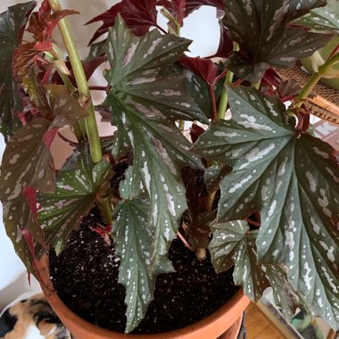 Begonia aconitifolia x coccinea
