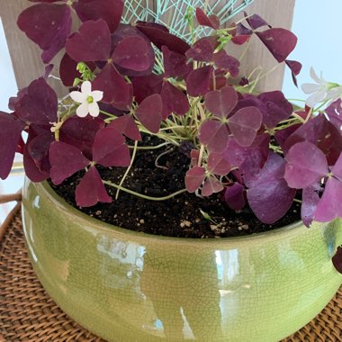 Purple False Shamrock
