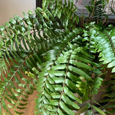 Giant Sword Fern 'Macho'