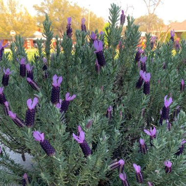 Lavender (Species) Lavender stoechas