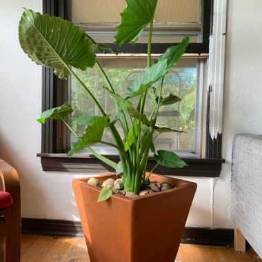 Elephant Ear (Alocasia)
