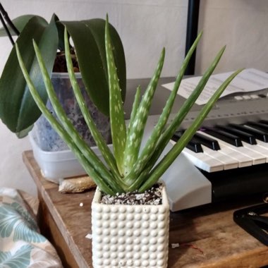 Aloe