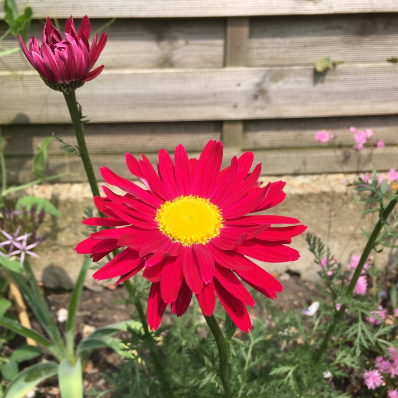 Plant image Tanacetum coccineum 'Robinson's Red' syn. Chrysanthemum coccineum 'Robinson's Red'