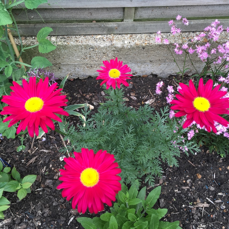 plant image 99473