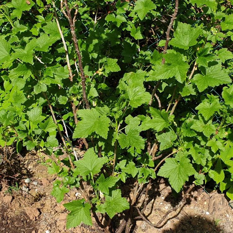 Plant image Ribes nigrum 'Ben Connan'