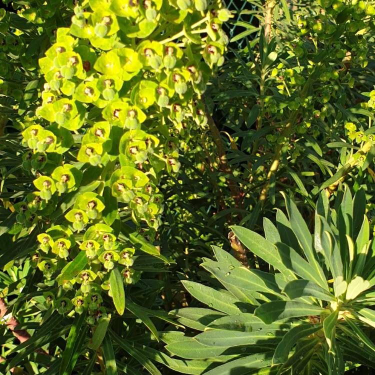 Plant image Euphorbia amygdaloides