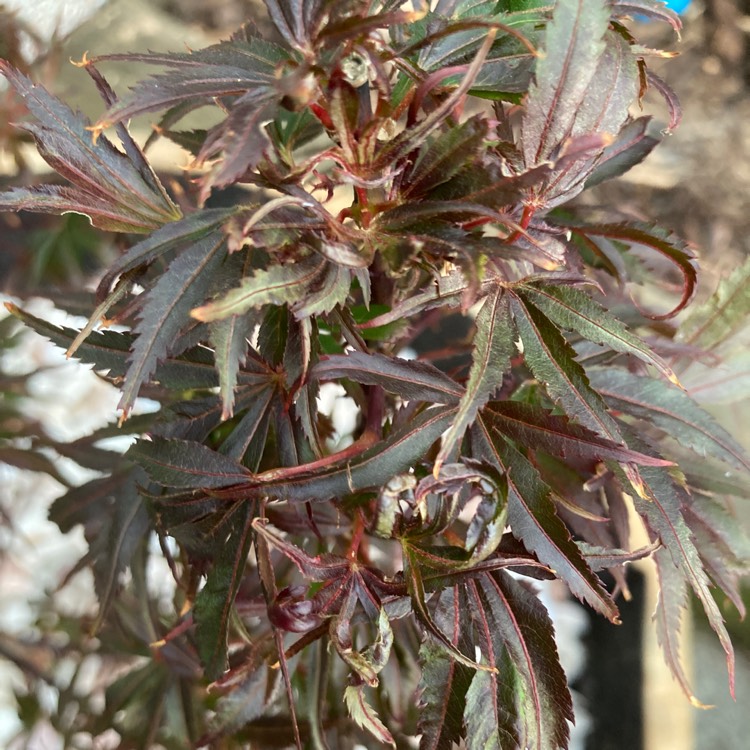 plant image 1617337 plant image 1617337
