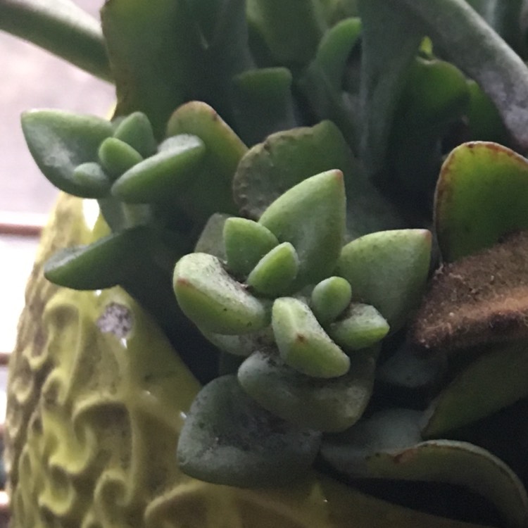 plant image 699411