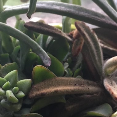 Crassula Ripple Jade