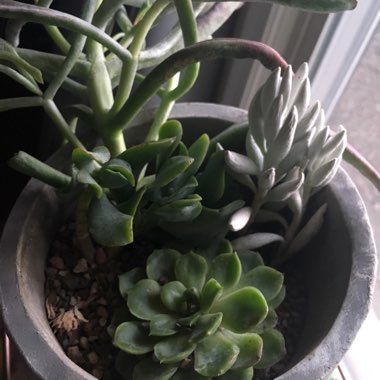 Amy's garden