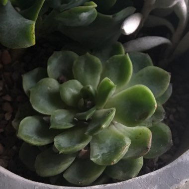 Echeveria 'Candy Corn'