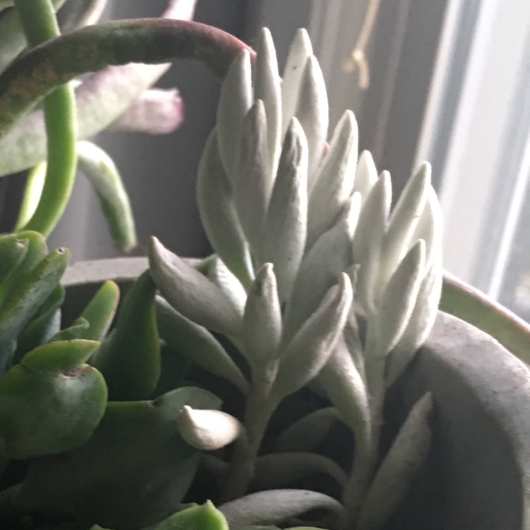 plant image 699447