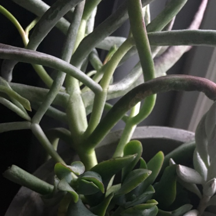 plant image 699449