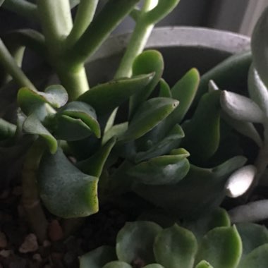 Wave Leaf