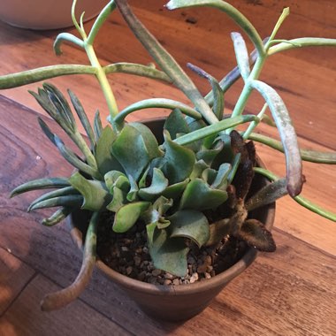 Amy's garden