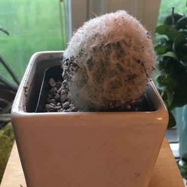 Mountain cereus