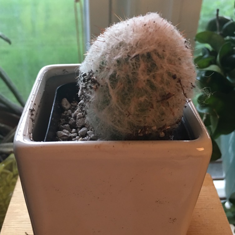 plant image 699453