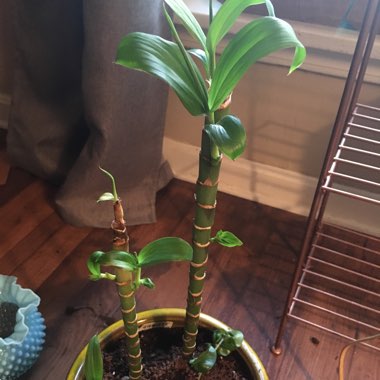 Hawaiian Ti Plant 'Maria'