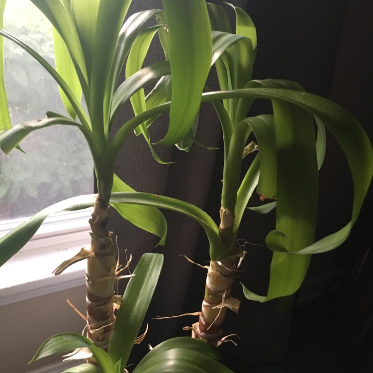 plant image 699461