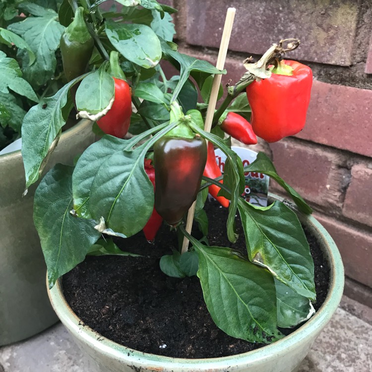 plant image 768072