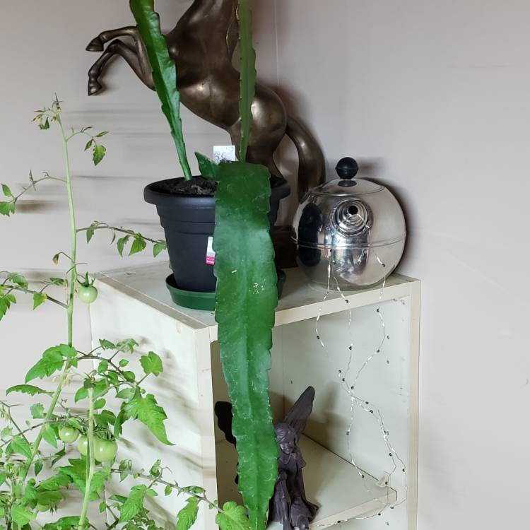 Plant image Epiphyllum ackermannii red