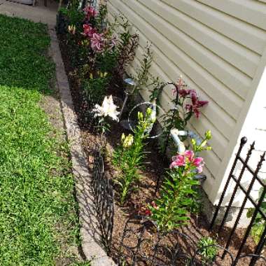 Amz's garden