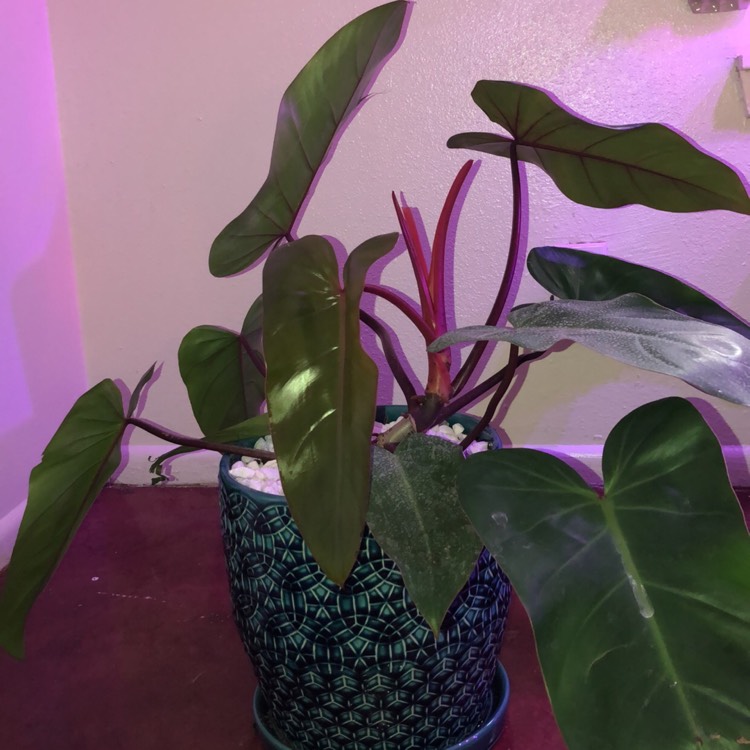 Plant image Philodendron erubescens 'Emperor Red'