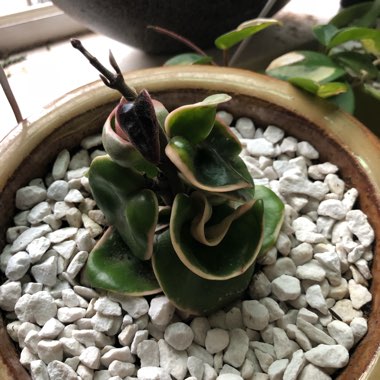 Hoya carnosa 'Compacta'