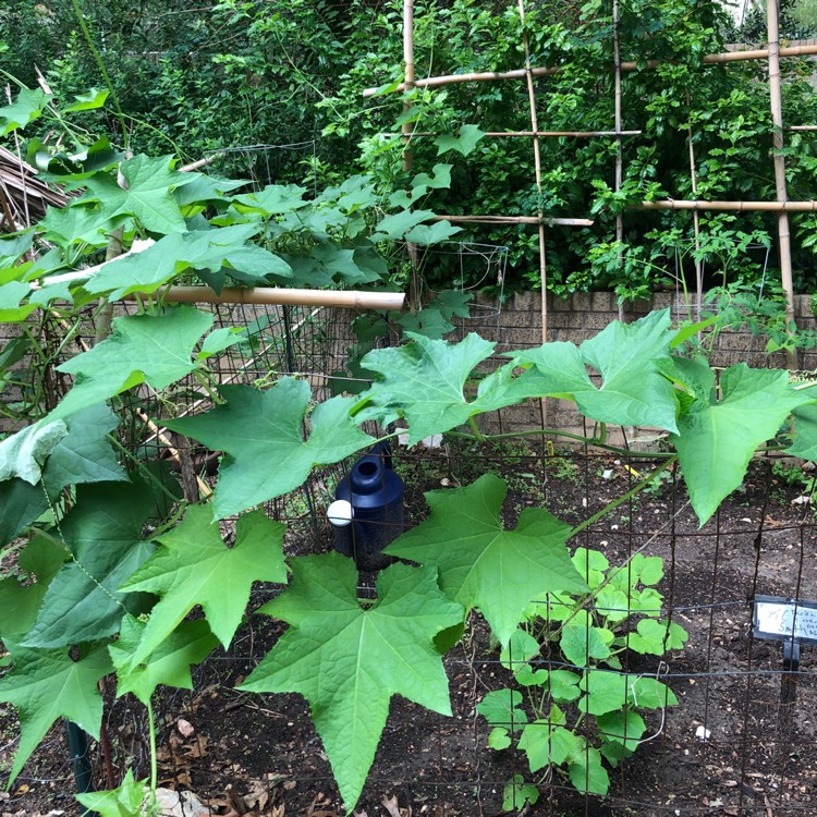 Plant image Luffa aegyptiaca