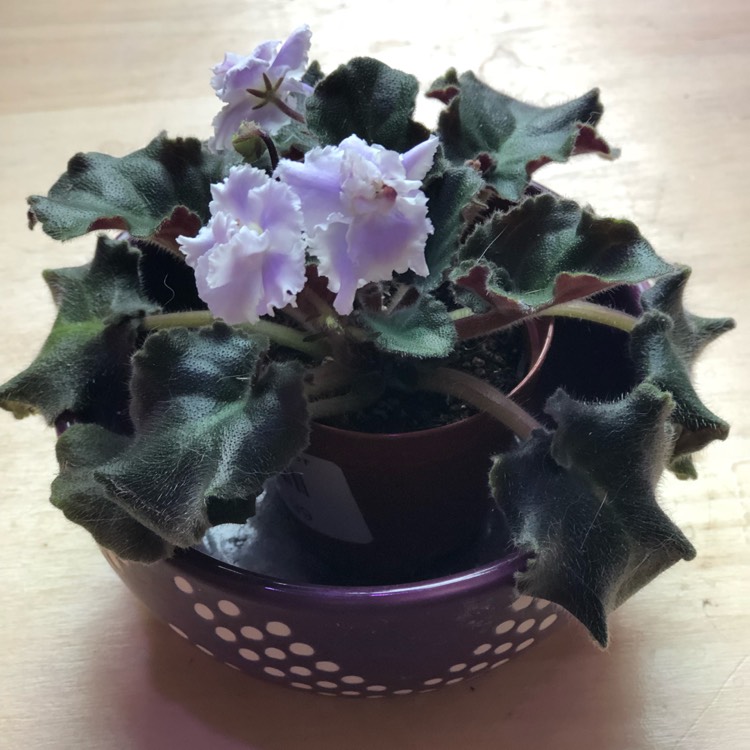 plant image 596483