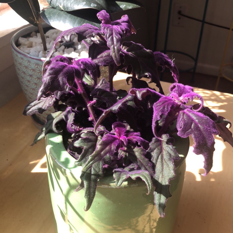 plant image 607221