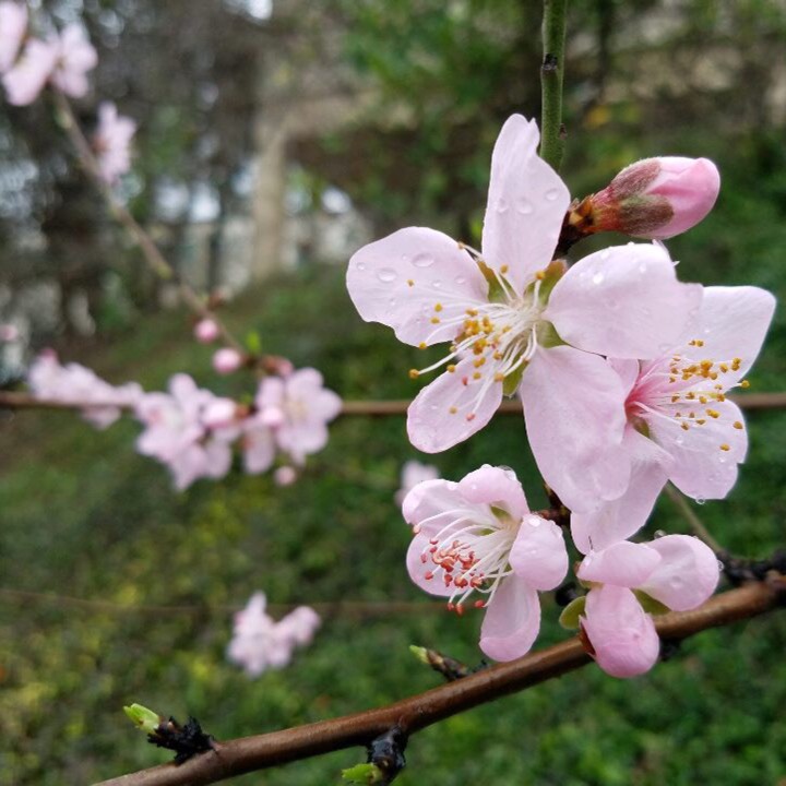 Plant image Prunus Americana