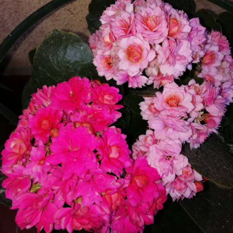 Plant image Kalanchoe blossfeldiana Pink Queen