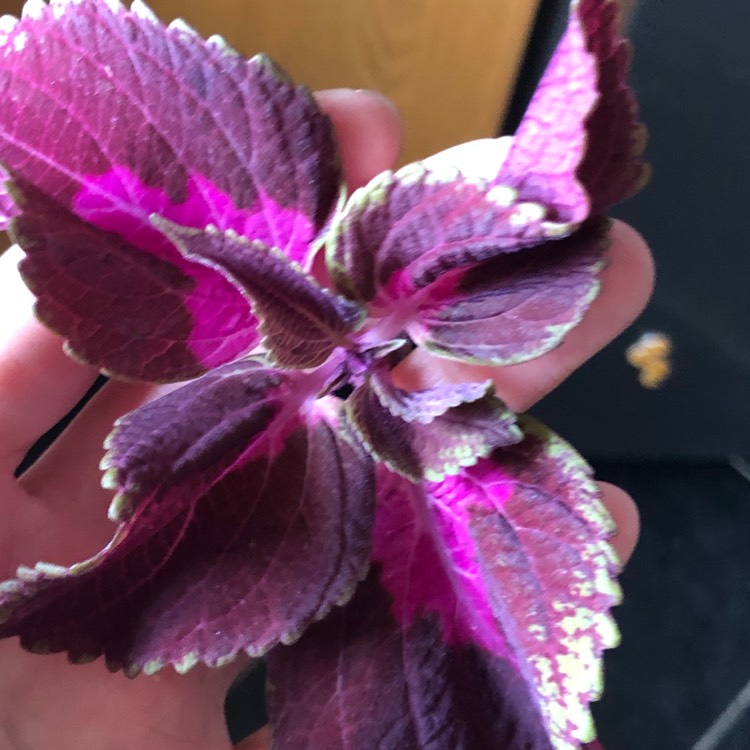 plant image 1024897