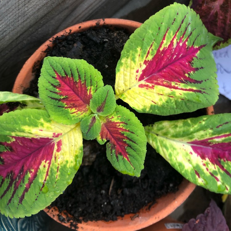 plant image 1048369